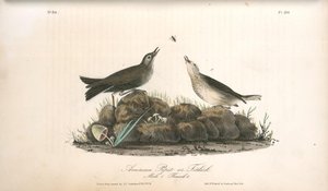 American Pipit Or Titlark. 1. Male. 2. Female. — John James Audubon