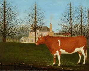 Guernsey Heifer Behind Manoir De Pierre Percee — Denys Corbet
