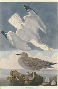 Herring Gull — Robert Havell