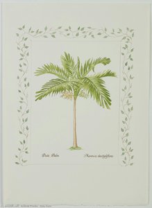 Date Palm — Andrew Franks