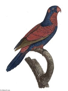 Eos Histrio — Jacques Barraband