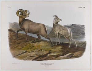 Rocky Mountain Sheep — John James Audubon