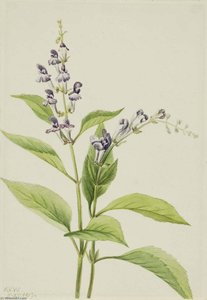 Wood Skullcap (scutellaria Serrata) — Mary Vaux Walcott, Botanical Illustration