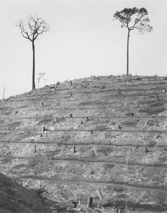 Terraced Hillside Ready For Planting Of Rubber Trees At Fordlandia, Brazil, 1931 — Ford Motor Company. Photographic Department