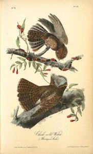 Chuck-wills Widow — John James Audubon