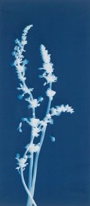 Lavender, Lavandula Labiate