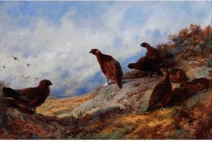 Cock And Hen Red Grouse High On The Moor — Archibald Thorburn
