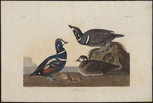 Harlequin Duck — Robert Havell
