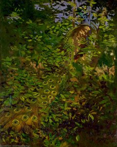 Peacock in the Woods