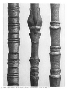 Art Forms In Nature 15 — Karl Blossfeldt