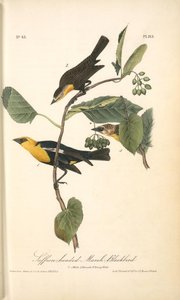 Saffron-headed Marsh-blackbird. 1. Male. 2. Female. 3. Young Male. — John James Audubon