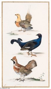 Pterodes Alcata Tetras-lyre - Black-cock - Lyrurus Tetrix Gelinotte Des Bois - Hazel-grouse - Bonasa Bonasia — Edouard Traviès