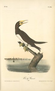 Booby Gannet. Male — John James Audubon