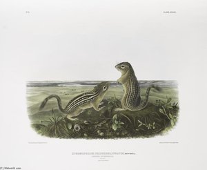Spermophilus Tridecemlineatus, Leopard Spermophile. Natural Size. Male And Female — John James Audubon