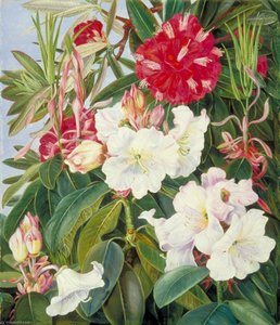 Foliage And Flowers Of Two Indian Rhododendrons — Marianne North, Victorian Naturalism