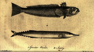 Greater Weever - Saury - From A Tour In Scotland — Moses Griffith, Scientific Illustration