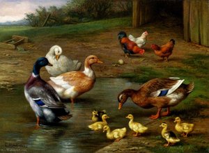 Chickens ducks and ducklings paddling