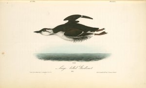 Large-billed Guillemot. Male — John James Audubon
