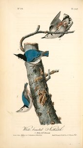White-breasted Nuthatch. 1. Male. 2. ^ 3. Female — John James Audubon