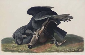 Black Vulture Or Carrion Crow — Robert Havell