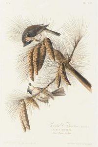 Crested Titmouse — Robert Havell
