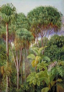 Screw Pines, Palms, Tree Ferns And Cinnamon Trees On The Hills Of Mahé — Marianne North, Victorian Botanical Painting