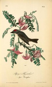Pipiry Flycatcher — John James Audubon