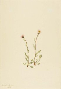 Pink Fleabane (erigeron Jucundus) — Mary Vaux Walcott