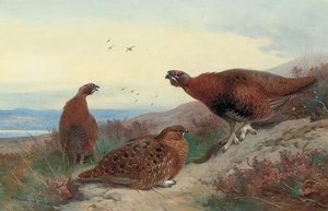 Red Grouse On A Rocky Outcrop — Archibald Thorburn