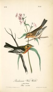 Blackburnia Wood-warbler. 1. Male, 2. Female. — John James Audubon
