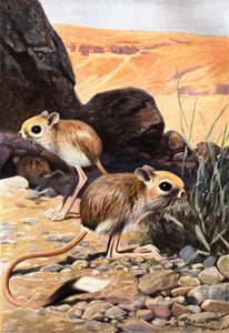 Lesser Egyptian Jerboa — Friedrich Wilhelm Kuhnert
