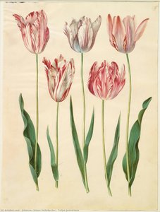 Tulipa Gesneriana — Johannes Simon Holtzbecher
