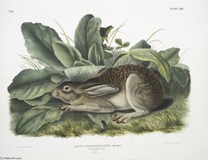 Lepus Negricaudatus, Black-tailed Hare. Male. Natural Size — John James Audubon