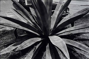 Untitled (cactus) — Paul Hester