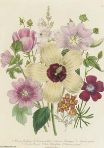 The Ladies' Flower Garden - — Jane Loudon