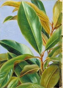 Foliage Of The Gutta Percha — Marianne North, Botanical Realism