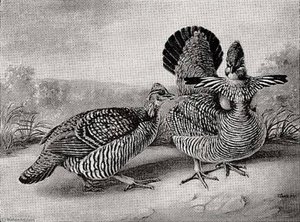 Ruffled Grouse In A Landscape, (painting) — Titian Ramsay Peale