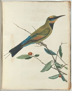 Mountain Bee Eater — John William Lewin