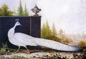 The White Peacock — Nicolas Robert
