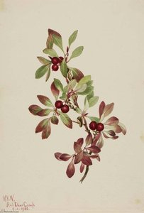 Ptarmiganberry (arctous Alpina) — Mary Morris Vaux Walcott, Botanical Illustration