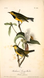 Bachman's Swamp-warbler. 1. Male. 2. Female. (gordonia Pubescens.) — John James Audubon