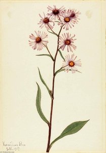 Showy Aster (aster Conspicuus) — Mary Vaux Walcott, Botanical Illustration