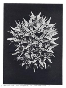Art Forms In Nature 113 — Karl Blossfeldt, German Expressionism