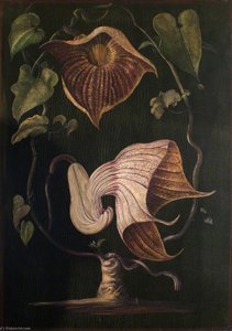A Climbing Plant Of Old Calabar — Marianne North