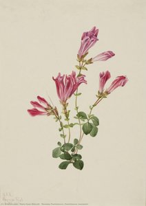 Menzies Pentstemon (pentstemon Menziesii) — Mary Vaux Walcott