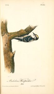 Audubon's Woodpecker. Male — John James Audubon, Naturalistic Illustration