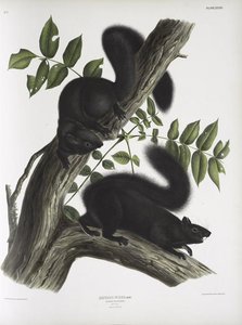 Sciurus Niger, Black Squirrel. Natural Size — John James Audubon