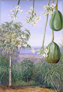 Male Papaw With Flowers And Imperfect Fruit — Marianne North