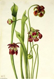 Hybrid Pitcherplant — Mary Vaux Walcott