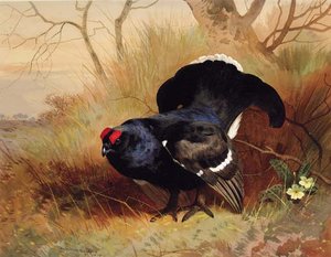 A Blackcock In A Woodland Clearing — Archibald Thorburn, Naturalism